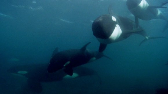 Blackfish